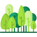 Forêt de jeunes arbres verts